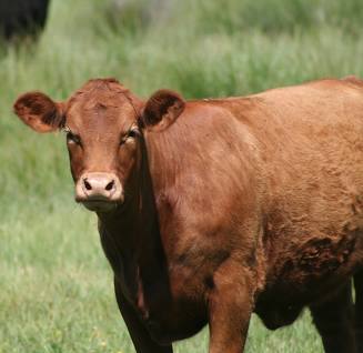 Red Angus Steers open/bred heifers, bulls & calves for sale